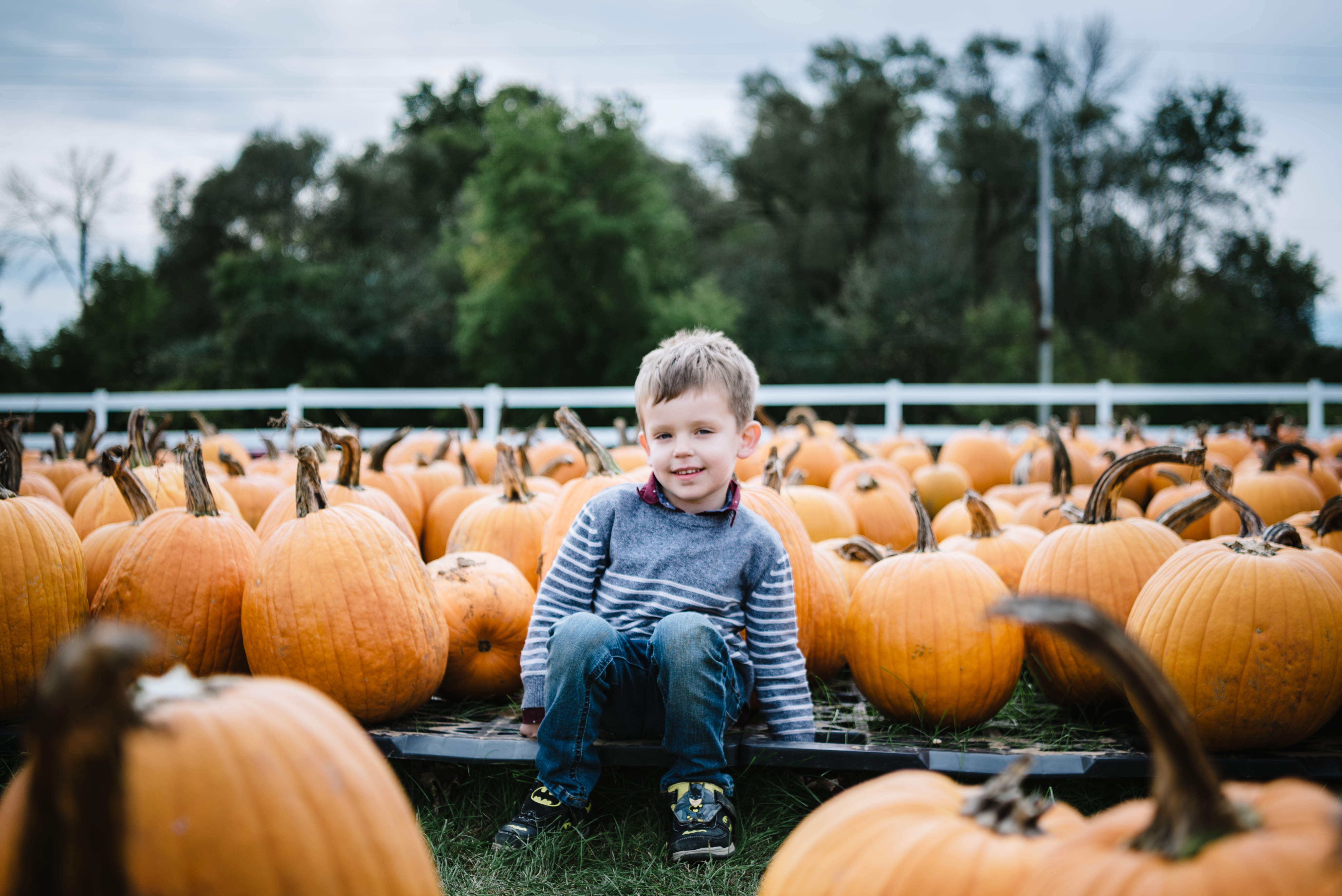 Boy wearing sweater sitting in a pumpkin patch